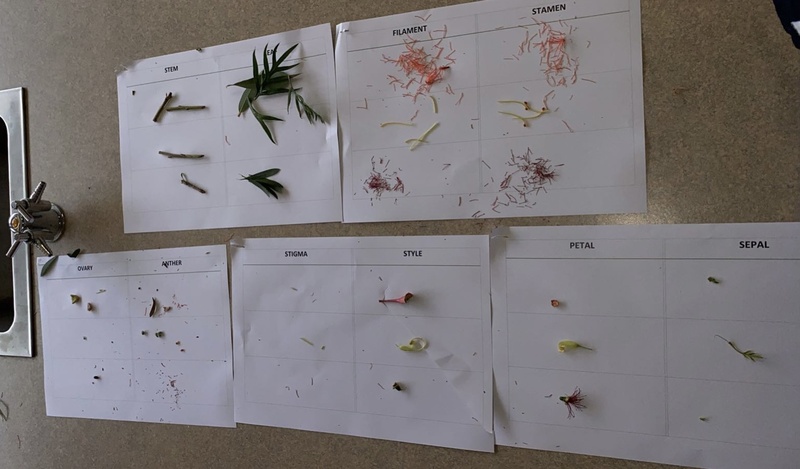 Photograph showing dissected flower parts and their comparisons.